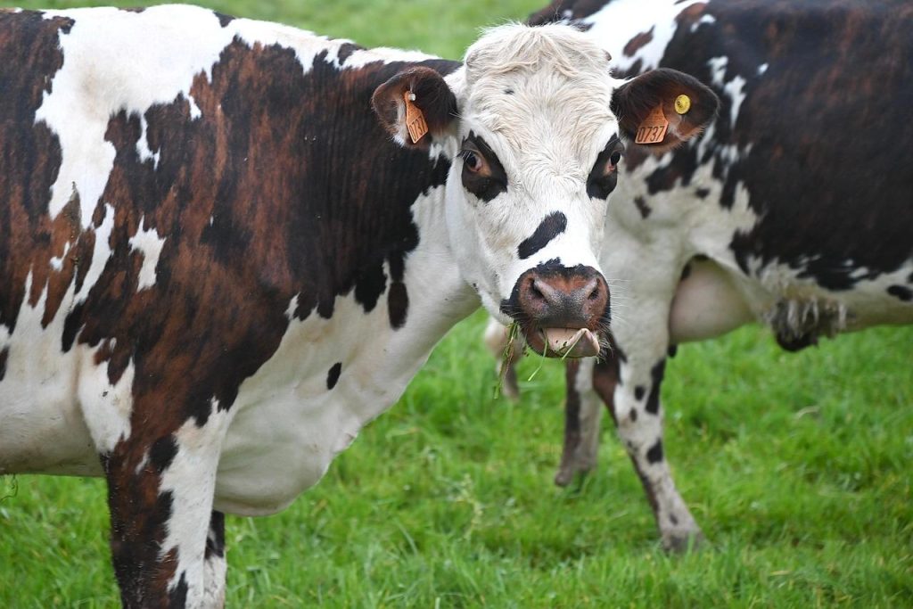 Home Landhekken in natuurlijke omgeving voor afbakening en veiligheid van terreinen